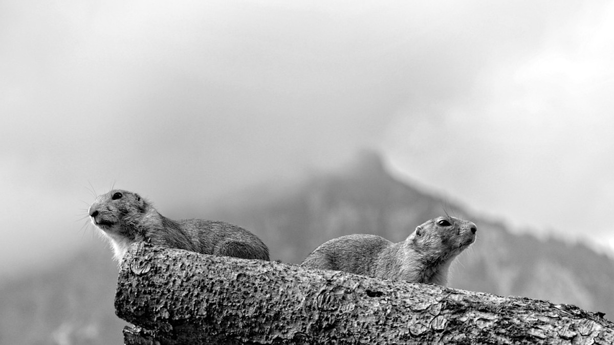 Groundhog Day in Brüssel: Murmeltiere bei der Arbeit