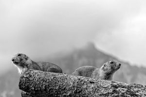 Groundhog Day in Brüssel: Murmeltiere bei der Arbeit