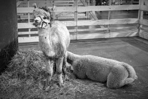 Mitten in der Messehalle: Alpakas to go